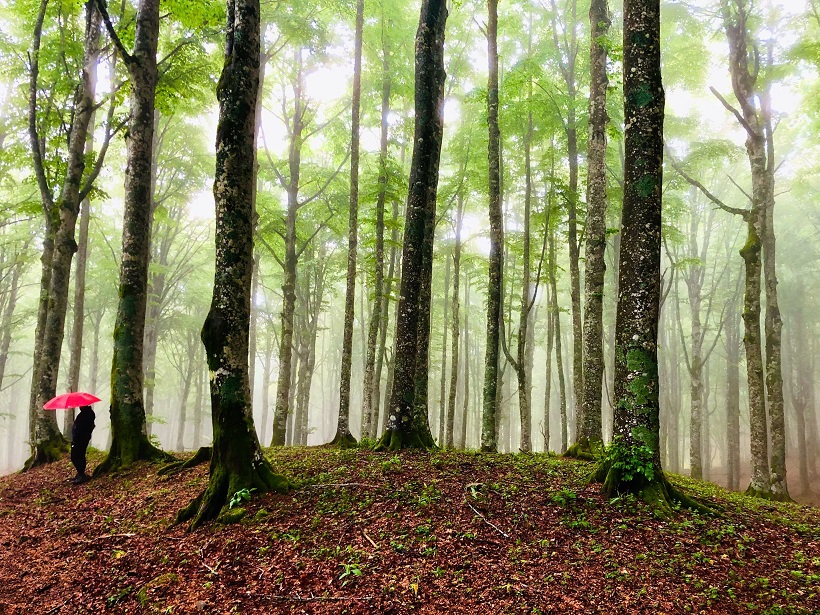 Trail Sacred Forests 
